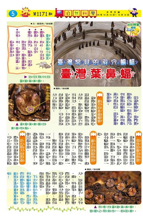 蝙蝠在家門口|蝙蝠資訊站 Bats information about Taiwan